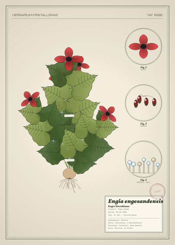 Botanische Tafel: Engia engesandensis, eine erfundene Pflanze aus Enge-Sande, gezeichnet wie in einem alten Pflanzenatlas