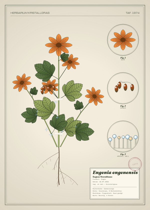 Botanische Tafel: Engenia engenensis, eine erfundene Pflanze aus Engen, gezeichnet wie in einem alten Pflanzenatlas