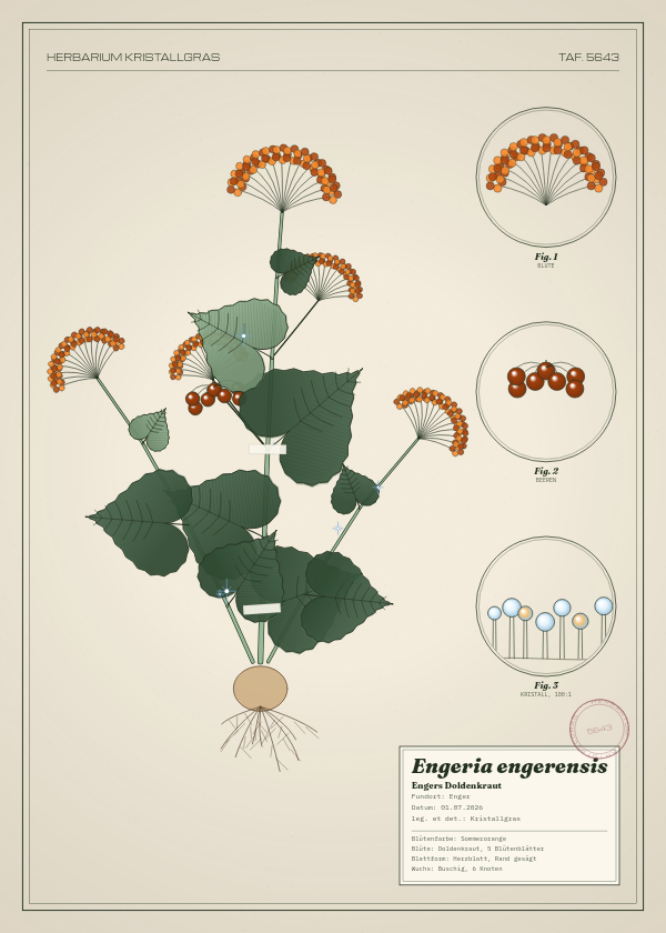 Botanische Tafel: Engeria engerensis, eine erfundene Pflanze aus Enger, gezeichnet wie in einem alten Pflanzenatlas