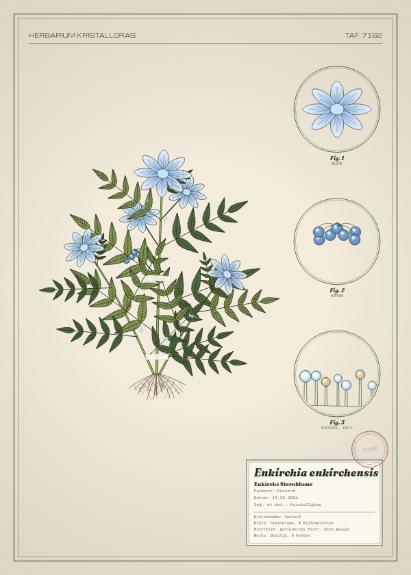 Botanische Tafel: Enkirchia enkirchensis, eine erfundene Pflanze aus Enkirch, gezeichnet wie in einem alten Pflanzenatlas