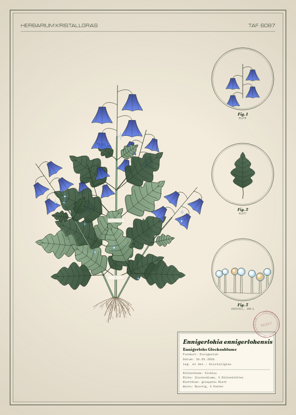 Botanische Tafel: Ennigerlohia ennigerlohensis, eine erfundene Pflanze aus Ennigerloh, gezeichnet wie in einem alten Pflanzenatlas