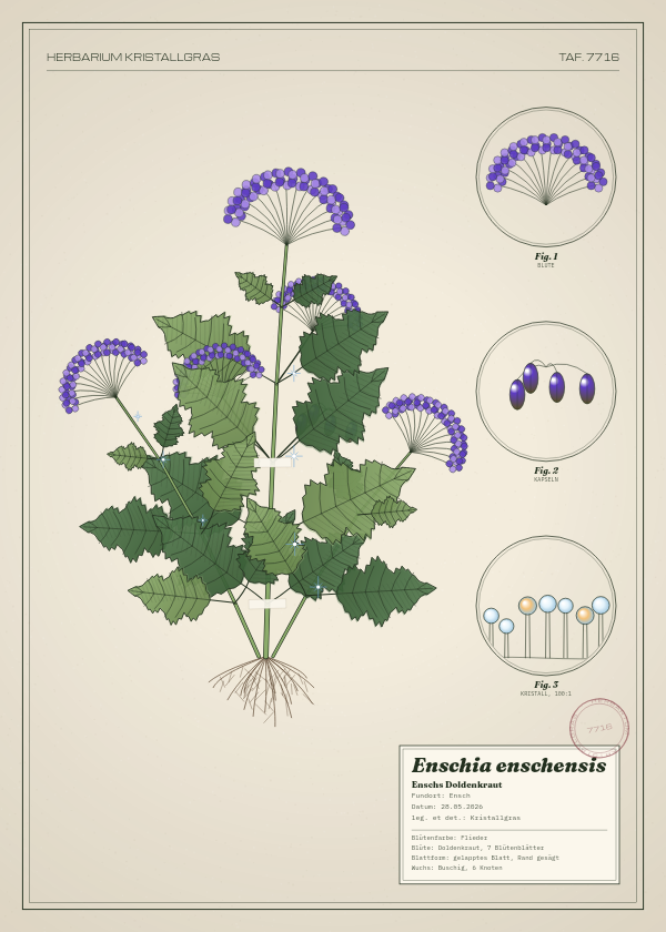 Botanische Tafel: Enschia enschensis, eine erfundene Pflanze aus Ensch, gezeichnet wie in einem alten Pflanzenatlas