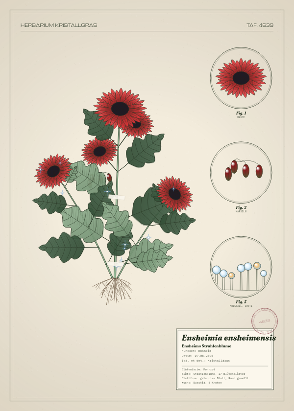 Botanische Tafel: Ensheimia ensheimensis, eine erfundene Pflanze aus Ensheim, gezeichnet wie in einem alten Pflanzenatlas