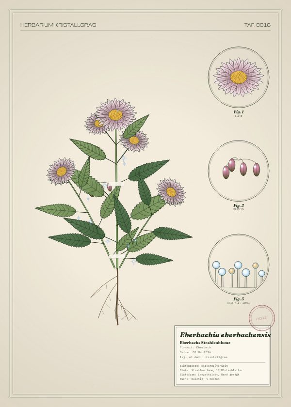 Botanische Tafel: Eberbachia eberbachensis, eine erfundene Pflanze aus Eberbach, gezeichnet wie in einem alten Pflanzenatlas