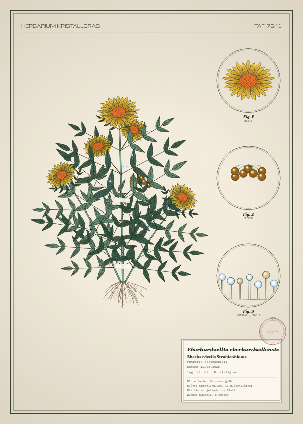 Botanische Tafel: Eberhardzellia eberhardzellensis, eine erfundene Pflanze aus Eberhardzell, gezeichnet wie in einem alten Pflanzenatlas