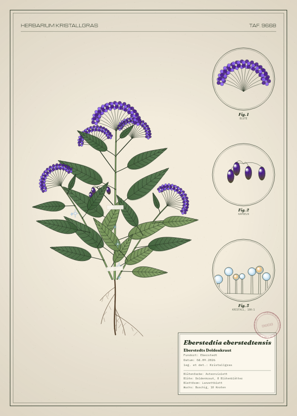 Botanische Tafel: Eberstedtia eberstedtensis, eine erfundene Pflanze aus Eberstedt, gezeichnet wie in einem alten Pflanzenatlas