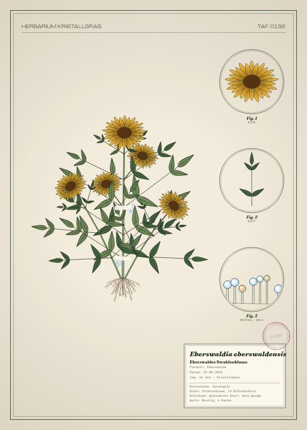 Botanische Tafel: Eberswaldia eberswaldensis, eine erfundene Pflanze aus Eberswalde, gezeichnet wie in einem alten Pflanzenatlas