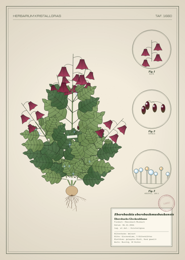 Botanische Tafel: Ebersbachia ebersbachmusbachensis, eine erfundene Pflanze aus Ebersbach-Musbach, gezeichnet wie in einem alten Pflanzenatlas