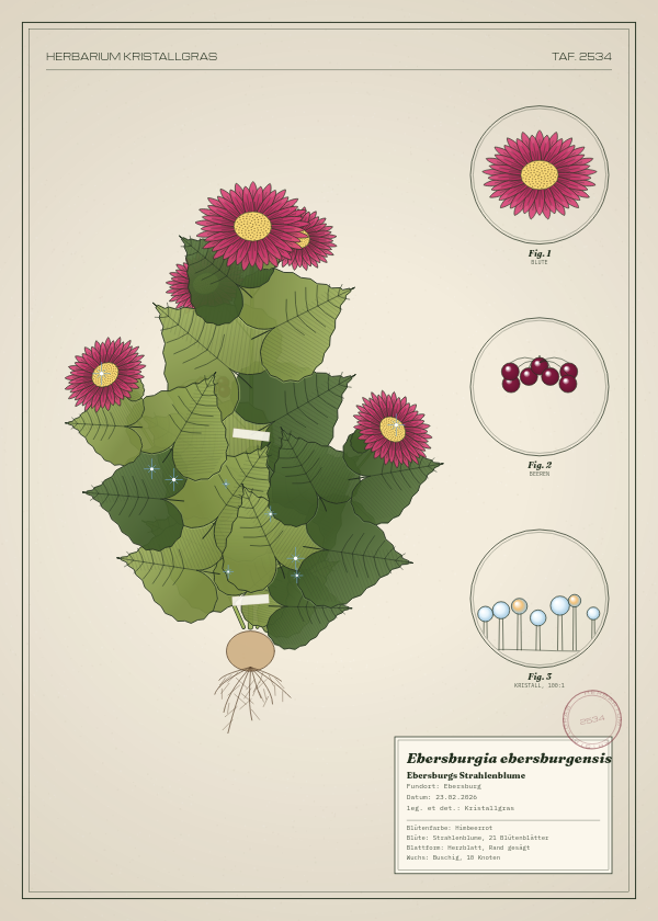 Botanische Tafel: Ebersburgia ebersburgensis, eine erfundene Pflanze aus Ebersburg, gezeichnet wie in einem alten Pflanzenatlas