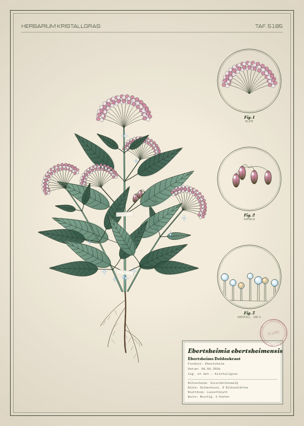 Botanische Tafel: Ebertsheimia ebertsheimensis, eine erfundene Pflanze aus Ebertsheim, gezeichnet wie in einem alten Pflanzenatlas