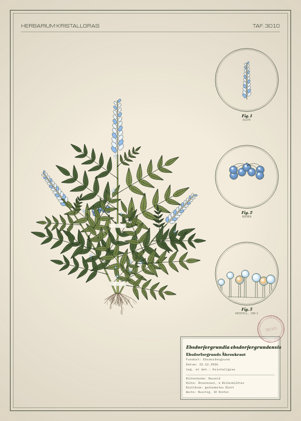 Botanische Tafel: Ebsdorfergrundia ebsdorfergrundensis, eine erfundene Pflanze aus Ebsdorfergrund, gezeichnet wie in einem alten Pflanzenatlas