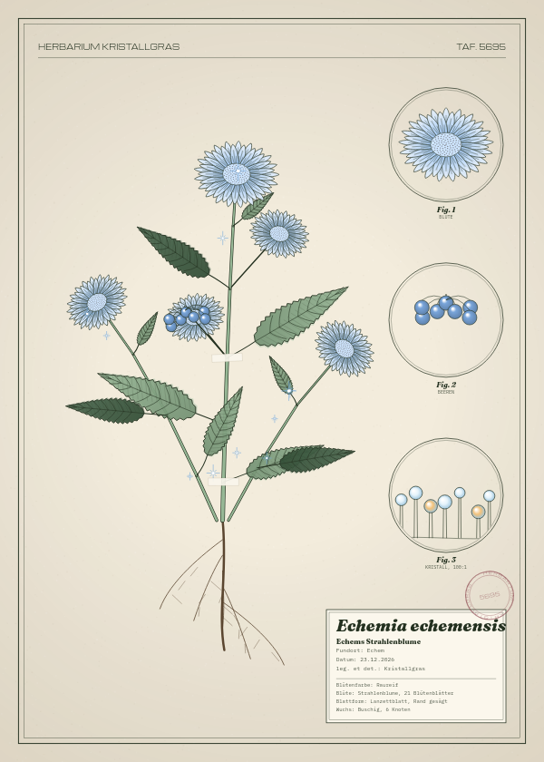 Botanische Tafel: Echemia echemensis, eine erfundene Pflanze aus Echem, gezeichnet wie in einem alten Pflanzenatlas