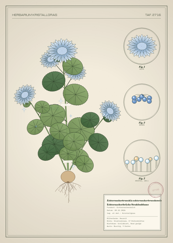 Botanische Tafel: Echternacherbrueckia echternacherbrueckensis, eine erfundene Pflanze aus Echternacherbrück, gezeichnet wie in einem alten Pflanzenatlas