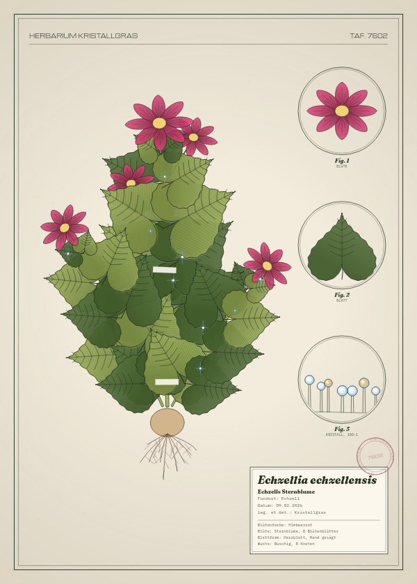 Botanische Tafel: Echzellia echzellensis, eine erfundene Pflanze aus Echzell, gezeichnet wie in einem alten Pflanzenatlas
