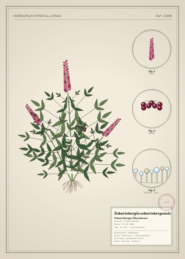 Botanische Tafel: Eckartsbergia eckartsbergensis, eine erfundene Pflanze aus Eckartsberga, gezeichnet wie in einem alten Pflanzenatlas