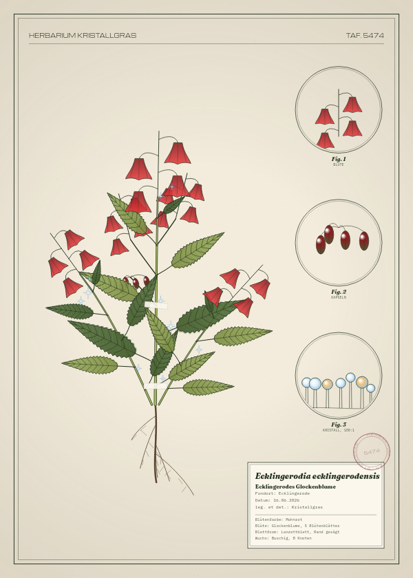 Botanische Tafel: Ecklingerodia ecklingerodensis, eine erfundene Pflanze aus Ecklingerode, gezeichnet wie in einem alten Pflanzenatlas