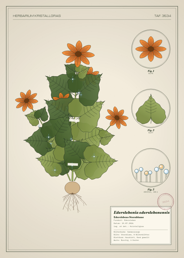Botanische Tafel: Ederslebenia ederslebenensis, eine erfundene Pflanze aus Edersleben, gezeichnet wie in einem alten Pflanzenatlas