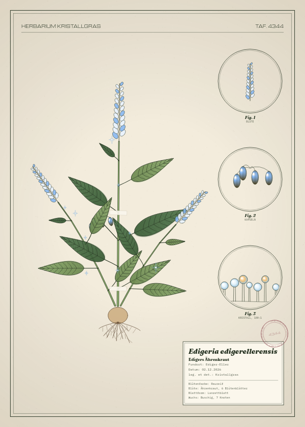 Botanische Tafel: Edigeria edigerellerensis, eine erfundene Pflanze aus Ediger-Eller, gezeichnet wie in einem alten Pflanzenatlas