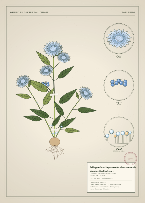 Botanische Tafel: Edingenia edingenneckarhausenensis, eine erfundene Pflanze aus Edingen-Neckarhausen, gezeichnet wie in einem alten Pflanzenatlas