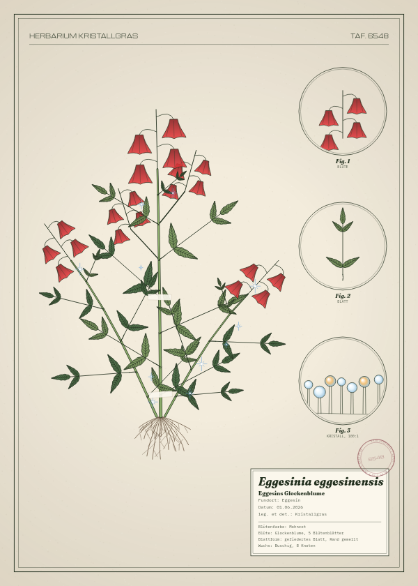 Botanische Tafel: Eggesinia eggesinensis, eine erfundene Pflanze aus Eggesin, gezeichnet wie in einem alten Pflanzenatlas