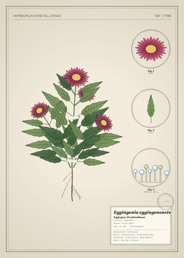 Botanische Tafel: Eggingenia eggingenensis, eine erfundene Pflanze aus Eggingen, gezeichnet wie in einem alten Pflanzenatlas