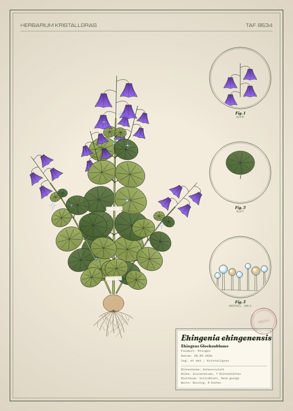 Botanische Tafel: Ehingenia ehingenensis, eine erfundene Pflanze aus Ehingen, gezeichnet wie in einem alten Pflanzenatlas
