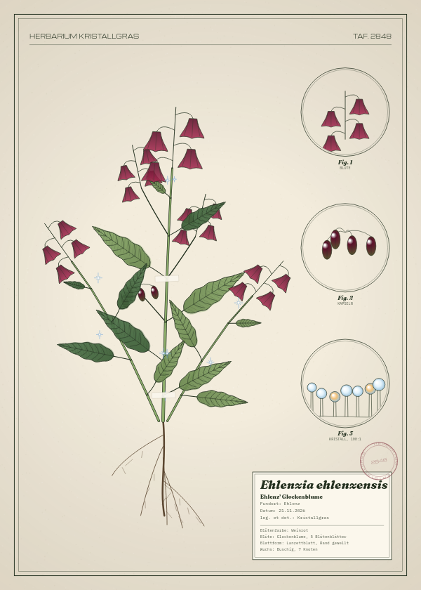 Botanische Tafel: Ehlenzia ehlenzensis, eine erfundene Pflanze aus Ehlenz, gezeichnet wie in einem alten Pflanzenatlas