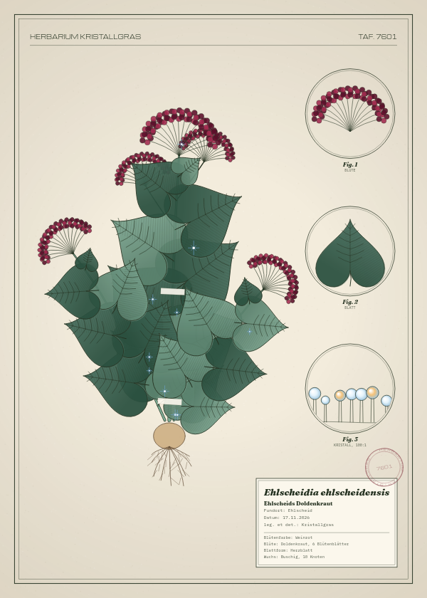 Botanische Tafel: Ehlscheidia ehlscheidensis, eine erfundene Pflanze aus Ehlscheid, gezeichnet wie in einem alten Pflanzenatlas