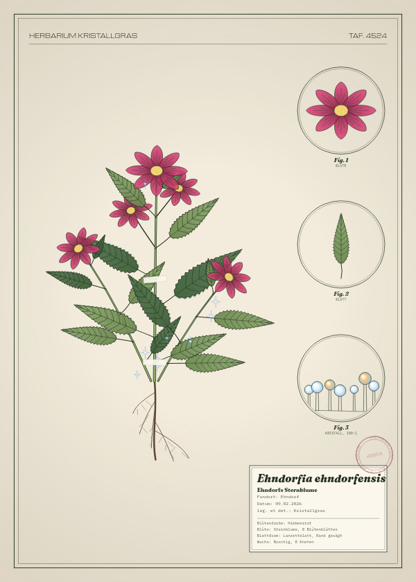Botanische Tafel: Ehndorfia ehndorfensis, eine erfundene Pflanze aus Ehndorf, gezeichnet wie in einem alten Pflanzenatlas