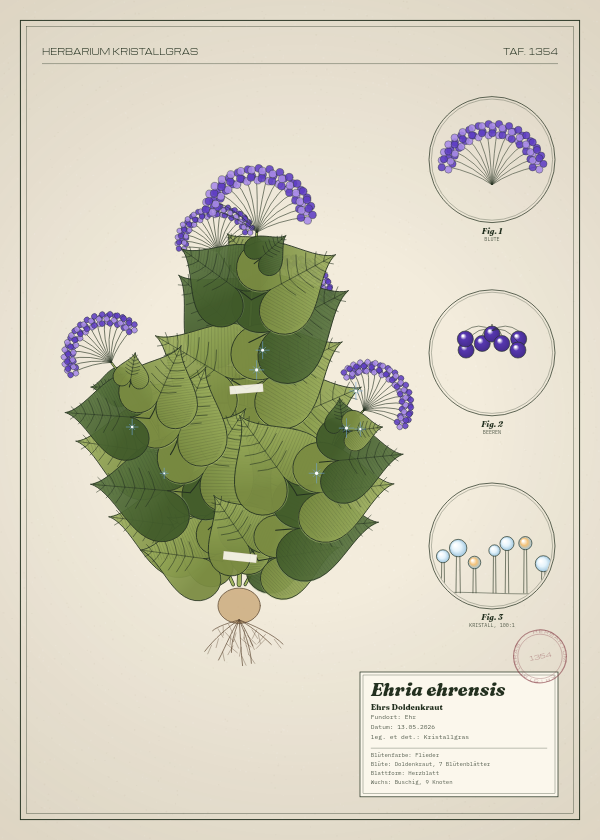 Botanische Tafel: Ehria ehrensis, eine erfundene Pflanze aus Ehr, gezeichnet wie in einem alten Pflanzenatlas