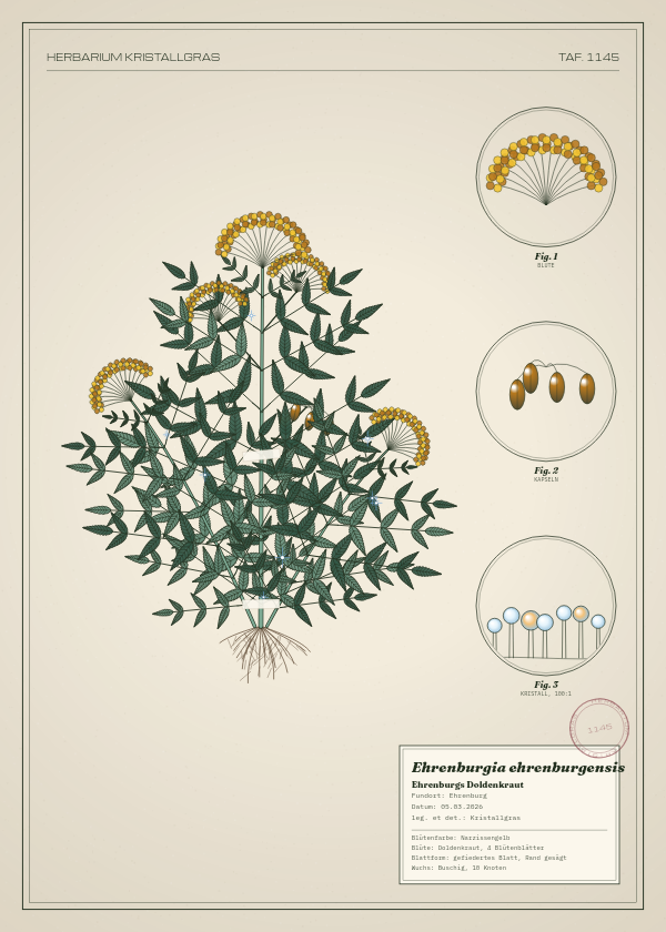 Botanische Tafel: Ehrenburgia ehrenburgensis, eine erfundene Pflanze aus Ehrenburg, gezeichnet wie in einem alten Pflanzenatlas