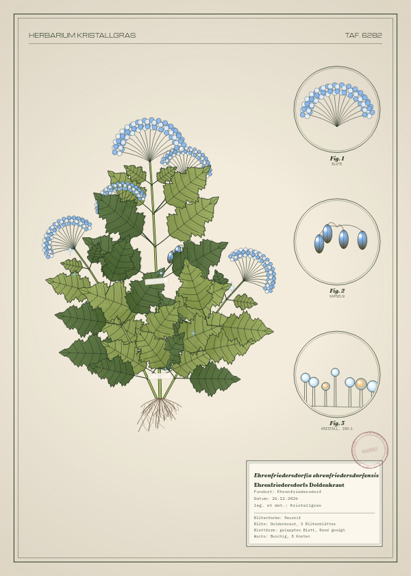 Botanische Tafel: Ehrenfriedersdorfia ehrenfriedersdorfensis, eine erfundene Pflanze aus Ehrenfriedersdorf, gezeichnet wie in einem alten Pflanzenatlas