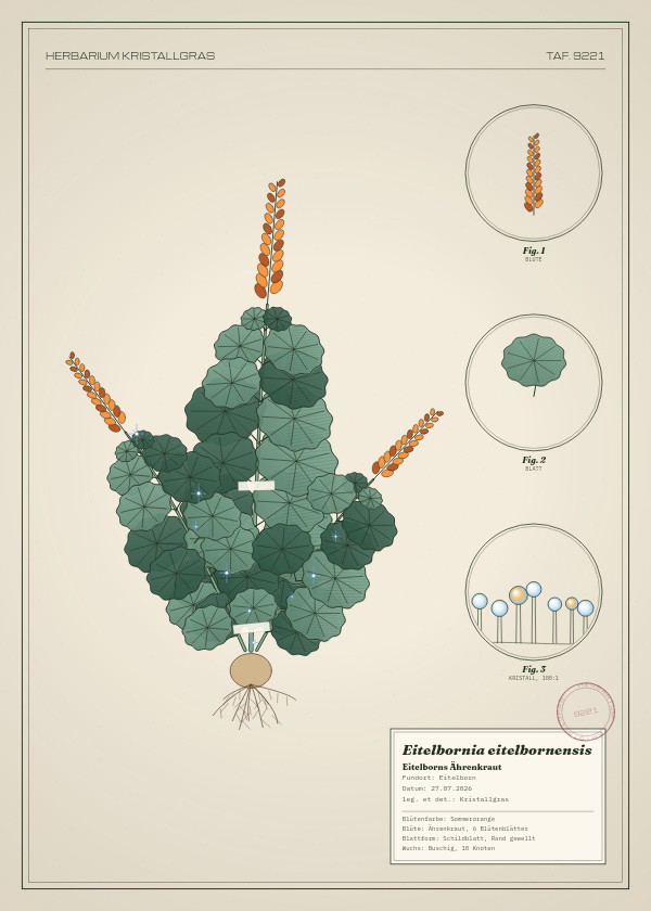 Botanische Tafel: Eitelbornia eitelbornensis, eine erfundene Pflanze aus Eitelborn, gezeichnet wie in einem alten Pflanzenatlas