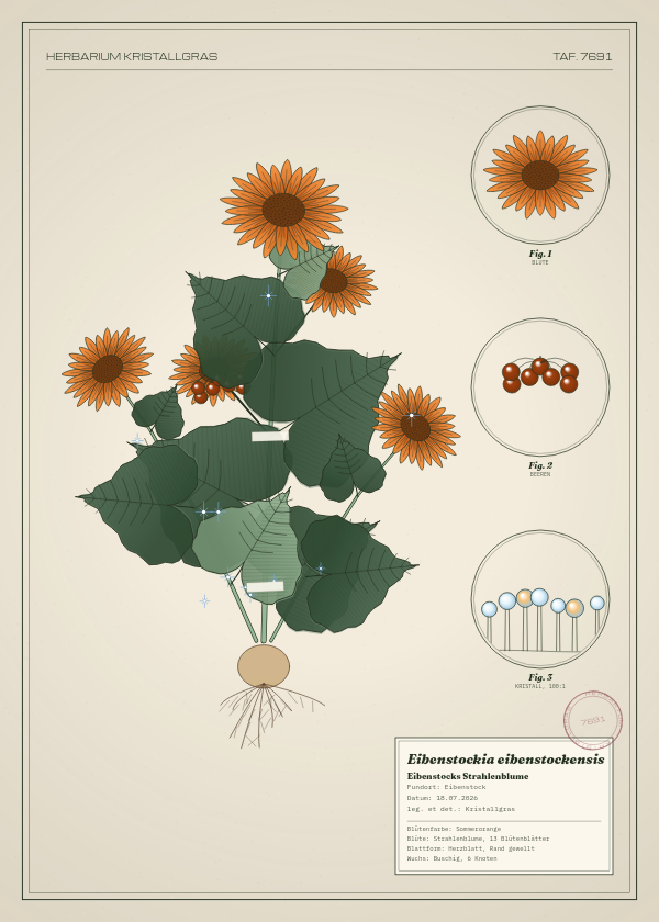 Botanische Tafel: Eibenstockia eibenstockensis, eine erfundene Pflanze aus Eibenstock, gezeichnet wie in einem alten Pflanzenatlas