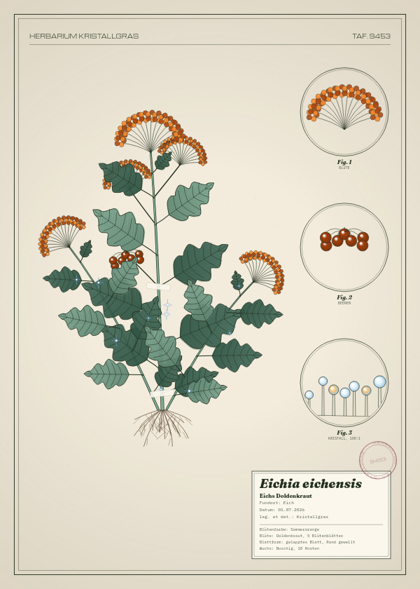 Botanische Tafel: Eichia eichensis, eine erfundene Pflanze aus Eich, gezeichnet wie in einem alten Pflanzenatlas