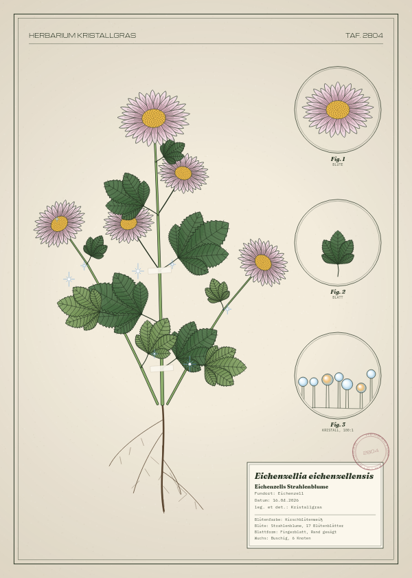 Botanische Tafel: Eichenzellia eichenzellensis, eine erfundene Pflanze aus Eichenzell, gezeichnet wie in einem alten Pflanzenatlas