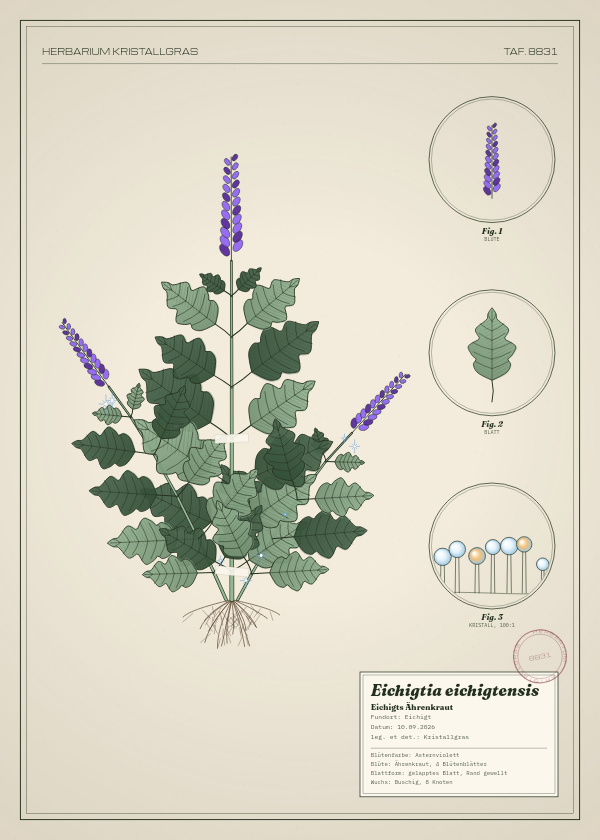 Botanische Tafel: Eichigtia eichigtensis, eine erfundene Pflanze aus Eichigt, gezeichnet wie in einem alten Pflanzenatlas