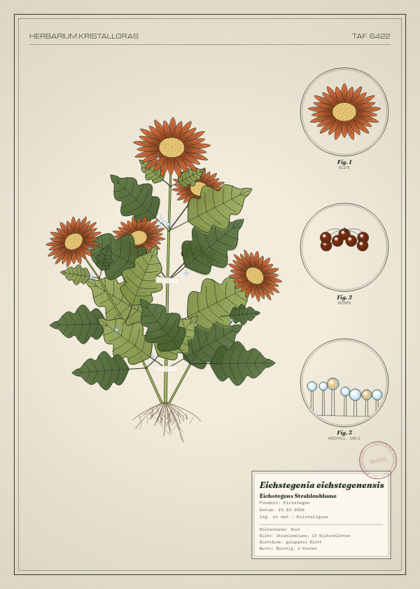 Botanische Tafel: Eichstegenia eichstegenensis, eine erfundene Pflanze aus Eichstegen, gezeichnet wie in einem alten Pflanzenatlas