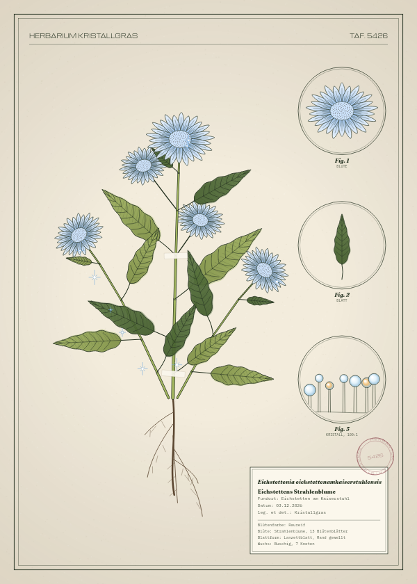 Botanische Tafel: Eichstettenia eichstettenamkaiserstuhlensis, eine erfundene Pflanze aus Eichstetten am Kaiserstuhl, gezeichnet wie in einem alten Pflanzenatlas