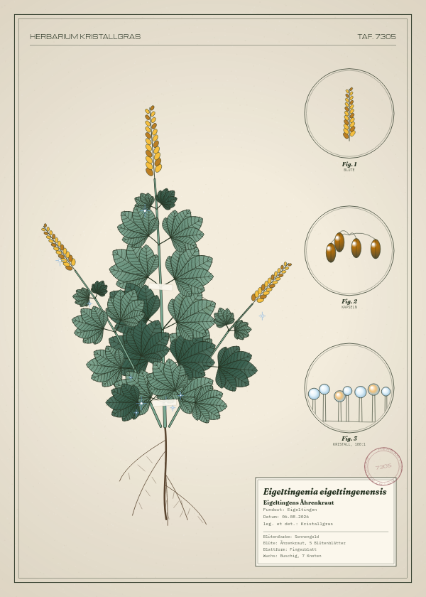 Botanische Tafel: Eigeltingenia eigeltingenensis, eine erfundene Pflanze aus Eigeltingen, gezeichnet wie in einem alten Pflanzenatlas