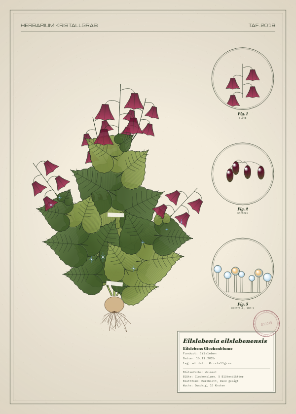 Botanische Tafel: Eilslebenia eilslebenensis, eine erfundene Pflanze aus Eilsleben, gezeichnet wie in einem alten Pflanzenatlas