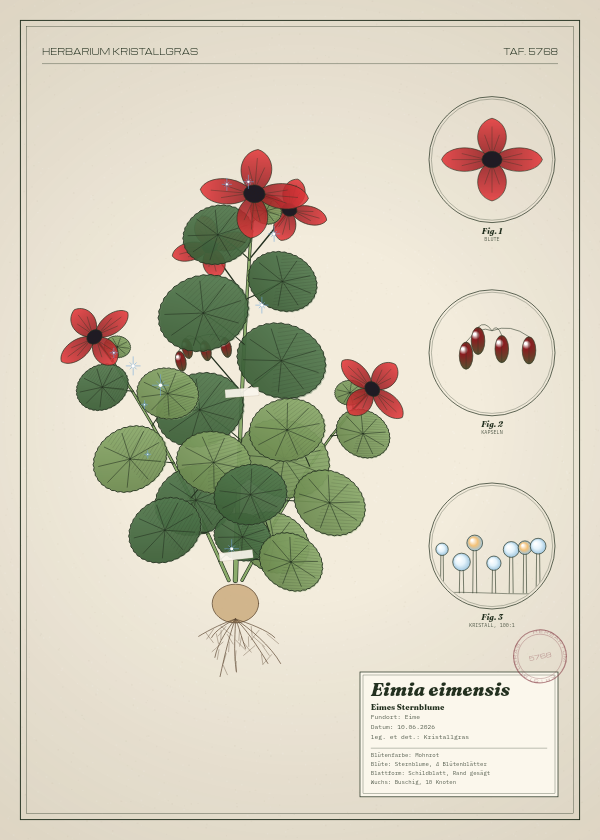 Botanische Tafel: Eimia eimensis, eine erfundene Pflanze aus Eime, gezeichnet wie in einem alten Pflanzenatlas