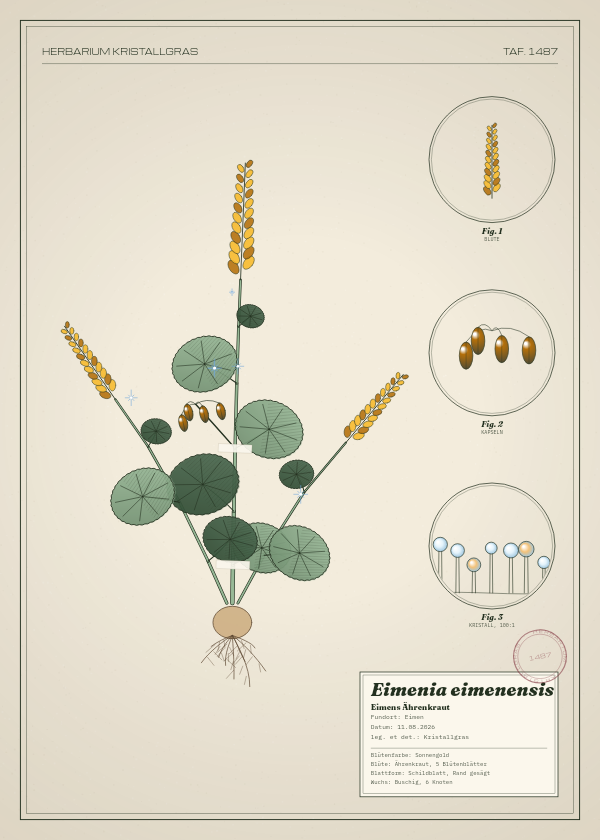 Botanische Tafel: Eimenia eimenensis, eine erfundene Pflanze aus Eimen, gezeichnet wie in einem alten Pflanzenatlas