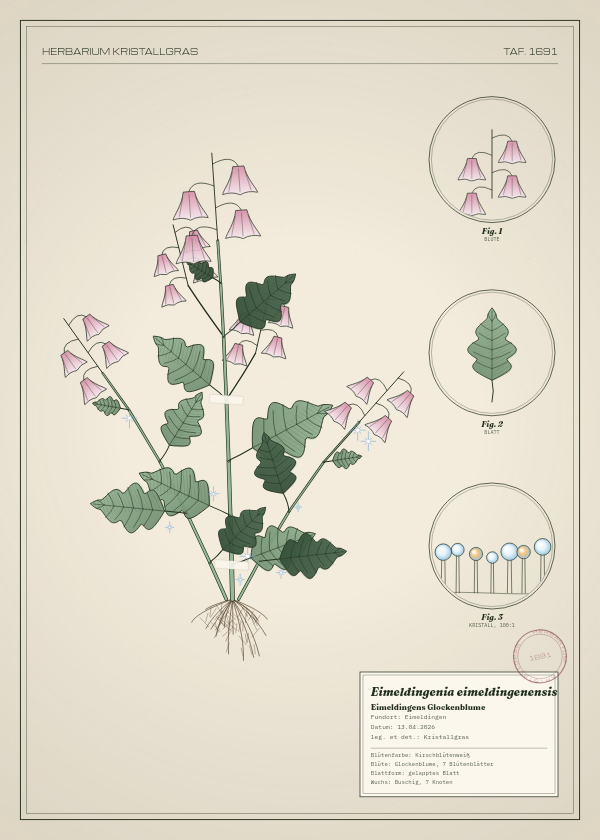 Botanische Tafel: Eimeldingenia eimeldingenensis, eine erfundene Pflanze aus Eimeldingen, gezeichnet wie in einem alten Pflanzenatlas