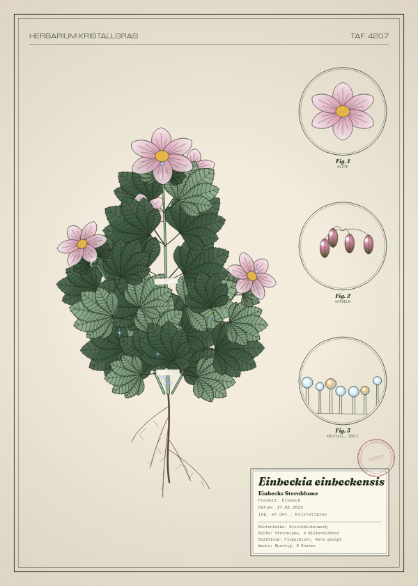 Botanische Tafel: Einbeckia einbeckensis, eine erfundene Pflanze aus Einbeck, gezeichnet wie in einem alten Pflanzenatlas