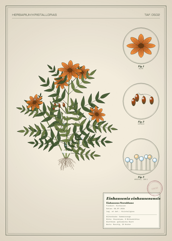 Botanische Tafel: Einhausenia einhausenensis, eine erfundene Pflanze aus Einhausen, gezeichnet wie in einem alten Pflanzenatlas