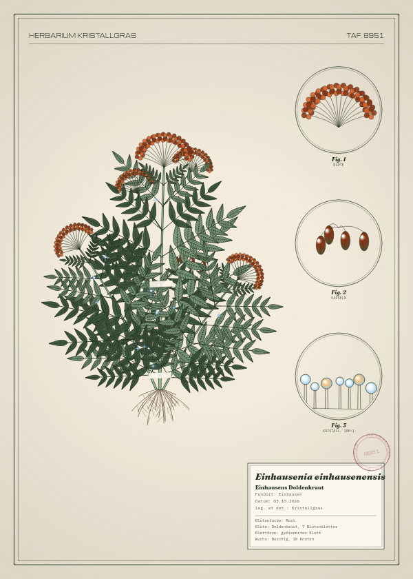 Botanische Tafel: Einhausenia einhausenensis, eine erfundene Pflanze aus Einhausen, gezeichnet wie in einem alten Pflanzenatlas