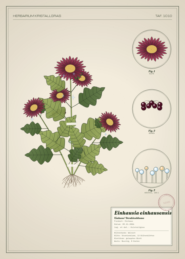 Botanische Tafel: Einhausia einhausensis, eine erfundene Pflanze aus Einhaus, gezeichnet wie in einem alten Pflanzenatlas