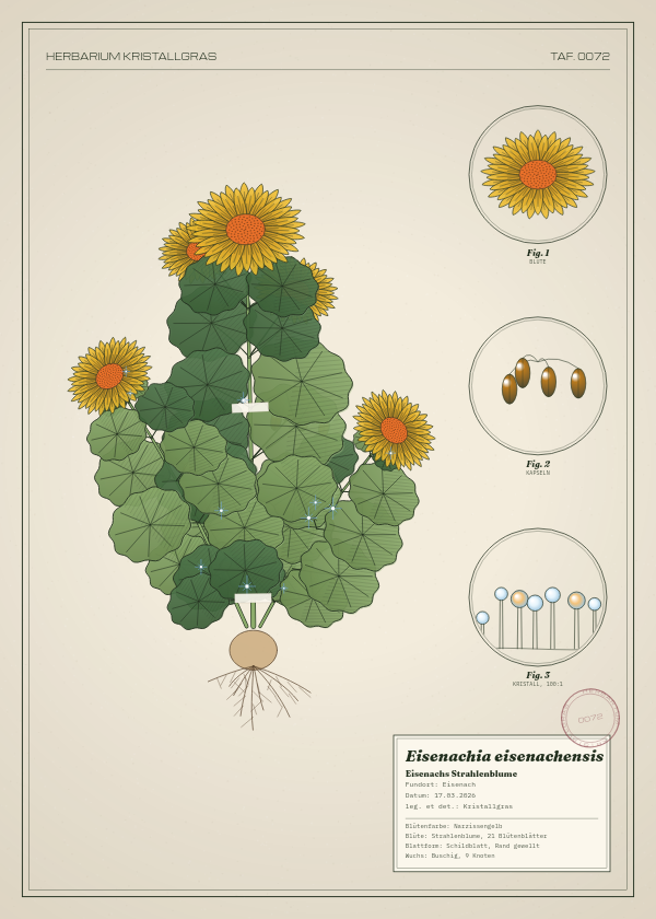 Botanische Tafel: Eisenachia eisenachensis, eine erfundene Pflanze aus Eisenach, gezeichnet wie in einem alten Pflanzenatlas