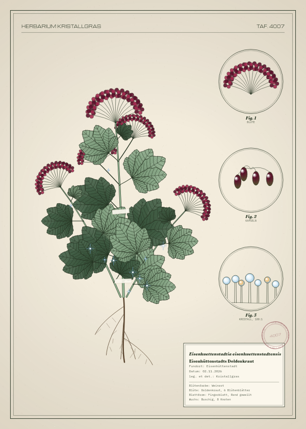 Botanische Tafel: Eisenhuettenstadtia eisenhuettenstadtensis, eine erfundene Pflanze aus Eisenhüttenstadt, gezeichnet wie in einem alten Pflanzenatlas